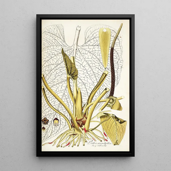 Pothos grandifolia - Nikolaus Joseph Freiherr von Jacquin — framed artwork on a wall