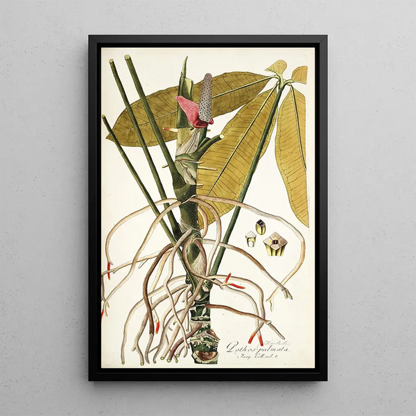 Pothos palmata - Nikolaus Joseph Freiherr von Jacquin — framed artwork on a wall