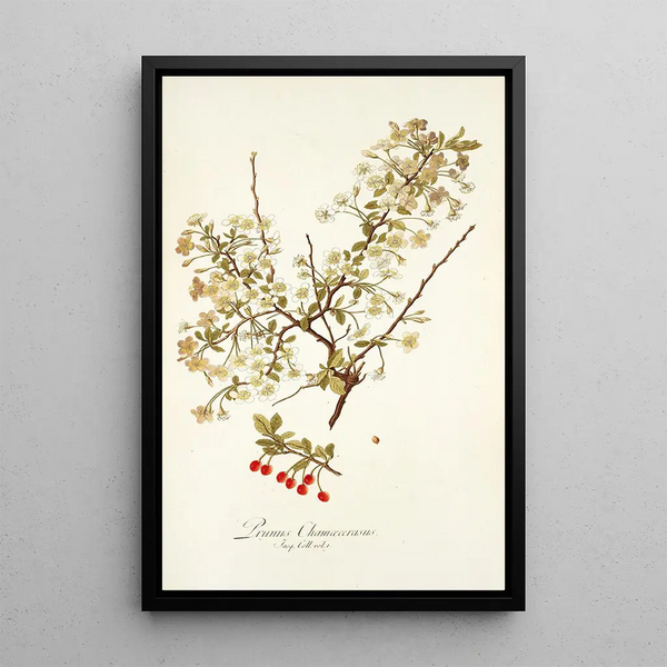 Prunus chamaecerasus - Nikolaus Joseph Freiherr von Jacquin — framed artwork on a wall