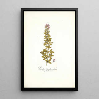 Nikolaus Joseph Freiherr von Jacquin - Psoralea bipedunculata.webp