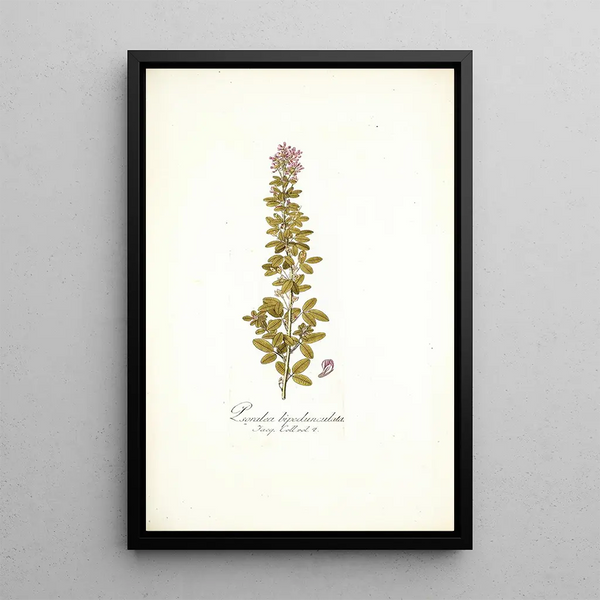 Psoralea bipedunculata - Nikolaus Joseph Freiherr von Jacquin — framed artwork on a wall