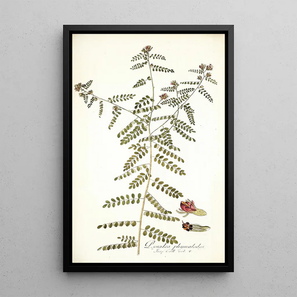 Psoralea phymatodes - Nikolaus Joseph Freiherr von Jacquin — framed artwork on a wall