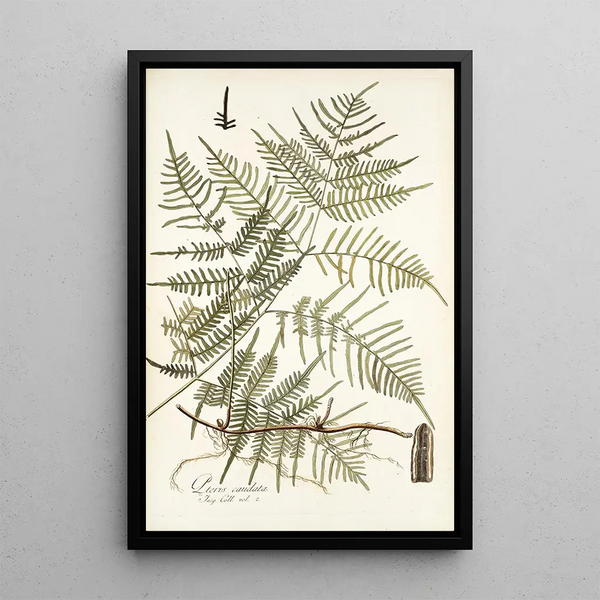 Pteris caudata - Nikolaus Joseph Freiherr von Jacquin — framed artwork on a wall