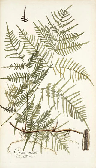 Nikolaus Joseph Freiherr von Jacquin - Pteris caudata.webp