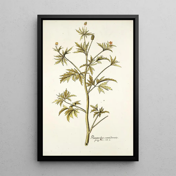 Ranunculus canadensis - Nikolaus Joseph Freiherr von Jacquin — framed artwork on a wall