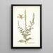 Reseda fruticolosa - Nikolaus Joseph Freiherr von Jacquin — quadro incorniciato alla parete