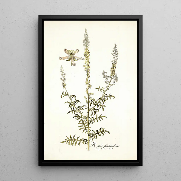 Reseda fruticolosa - Nikolaus Joseph Freiherr von Jacquin — framed artwork on a wall