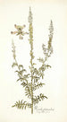 Reseda fruticolosa - Nikolaus Joseph Freiherr von Jacquin — vista dell’opera