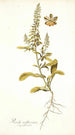 Reseda mediterranea - Nikolaus Joseph Freiherr von Jacquin — Ansicht des Kunstwerks