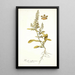 Reseda mediterranea - Nikolaus Joseph Freiherr von Jacquin — gerahmtes Bild an der Wand