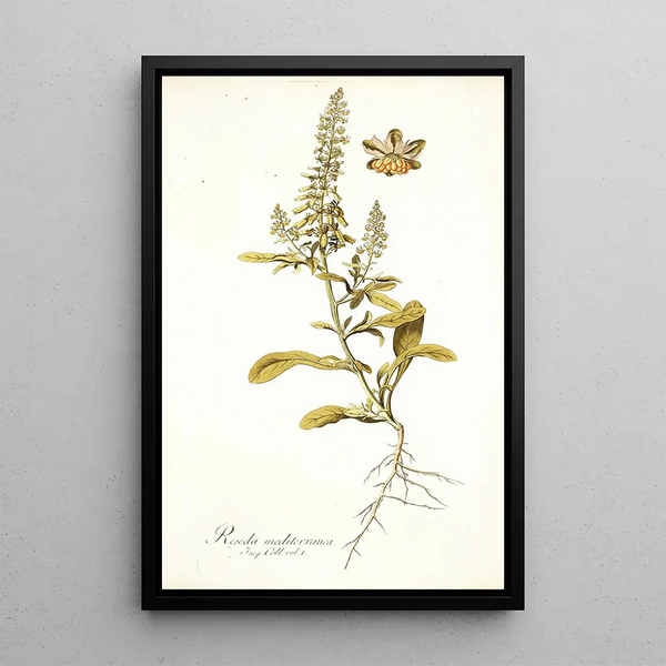 Reseda mediterranea - Nikolaus Joseph Freiherr von Jacquin — framed artwork on a wall
