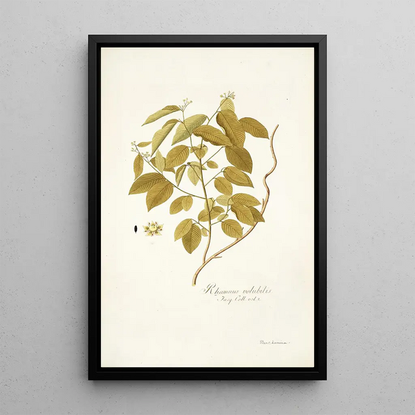 Rhamnus volubilis - Nikolaus Joseph Freiherr von Jacquin — framed artwork on a wall