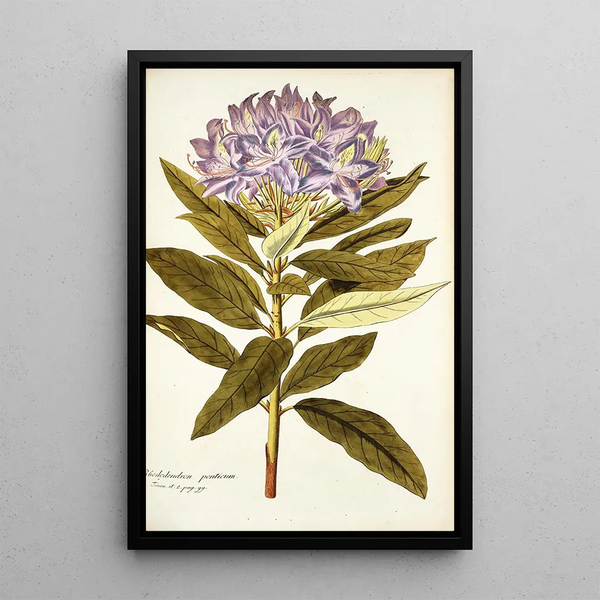 Rhododendron ponticum - Nikolaus Joseph Freiherr von Jacquin — framed artwork on a wall