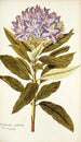 Rhododendron ponticum - Nikolaus Joseph Freiherr von Jacquin — vista dell’opera