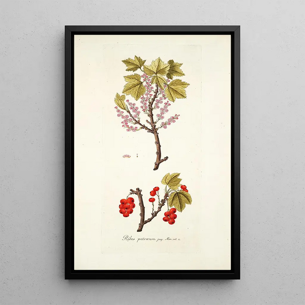 Ribes petraeum - Nikolaus Joseph Freiherr von Jacquin — framed artwork on a wall