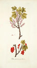 Ribes petraeum - Nikolaus Joseph Freiherr von Jacquin — Ansicht des Kunstwerks