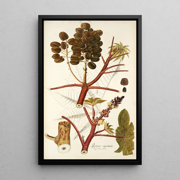 Ricinus inermis - Nikolaus Joseph Freiherr von Jacquin — framed artwork on a wall