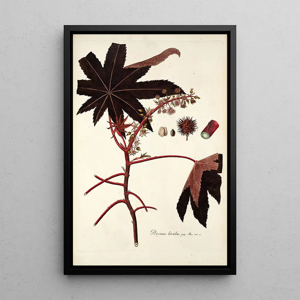 Ricinus lividus - Nikolaus Joseph Freiherr von Jacquin — framed artwork on a wall