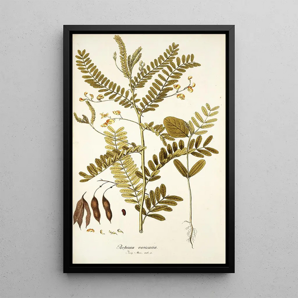Robinia vesicaria - Nikolaus Joseph Freiherr von Jacquin — framed artwork on a wall