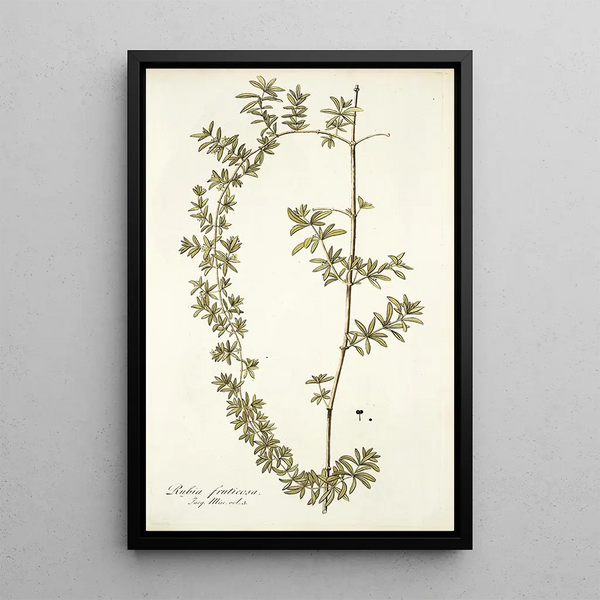 Rubia fruticosa - Nikolaus Joseph Freiherr von Jacquin — framed artwork on a wall