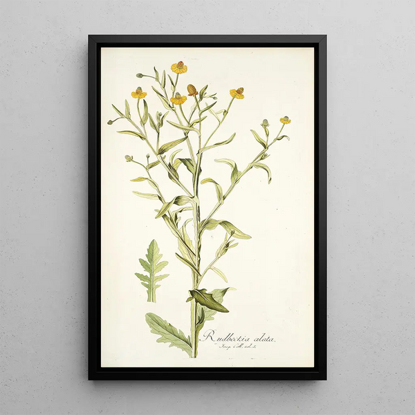Rudbeckia alata - Nikolaus Joseph Freiherr von Jacquin — framed artwork on a wall