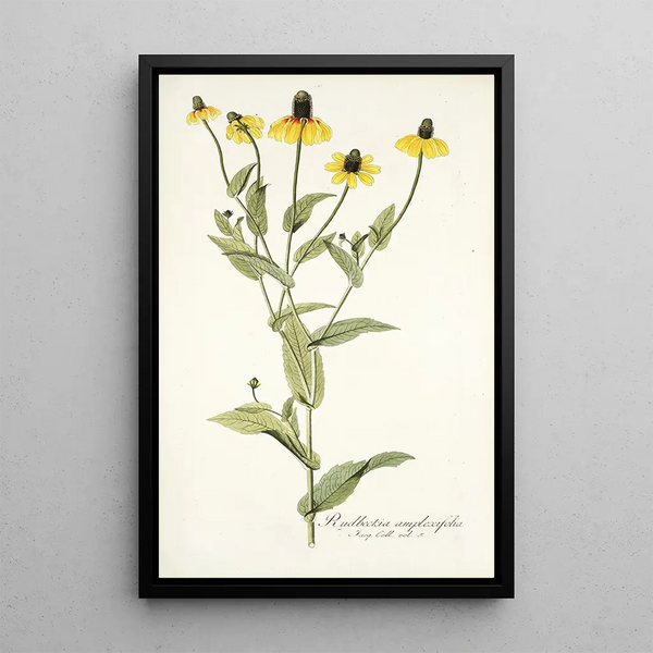 Rudbeckia amplexifolia - Nikolaus Joseph Freiherr von Jacquin — framed artwork on a wall