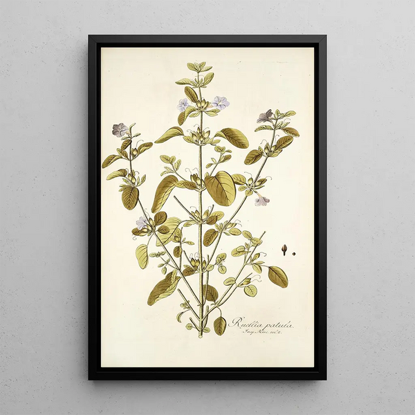 Ruellia patula - Nikolaus Joseph Freiherr von Jacquin — framed artwork on a wall