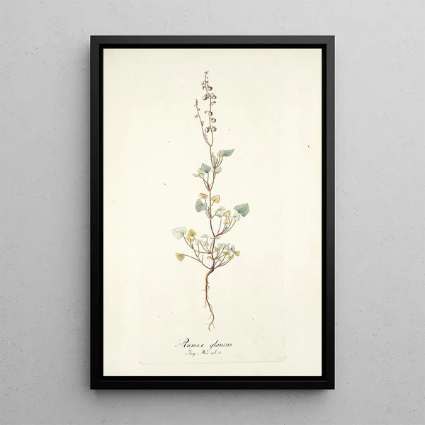 Rumex glaucus - Nikolaus Joseph Freiherr von Jacquin — framed artwork on a wall
