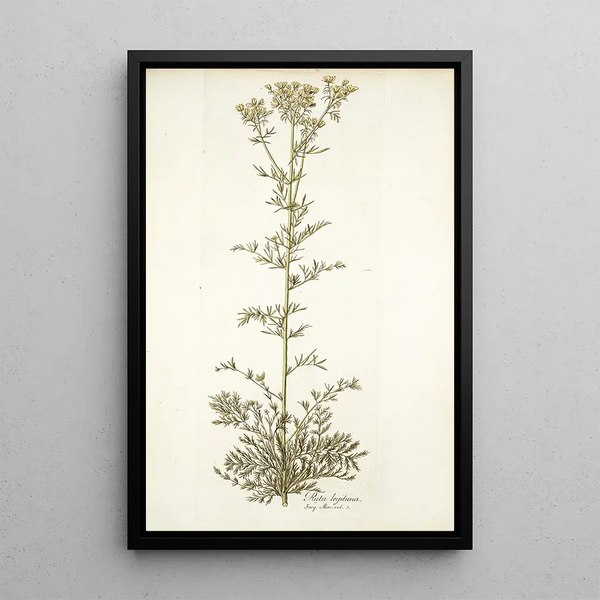 Ruta legitima - Nikolaus Joseph Freiherr von Jacquin — framed artwork on a wall