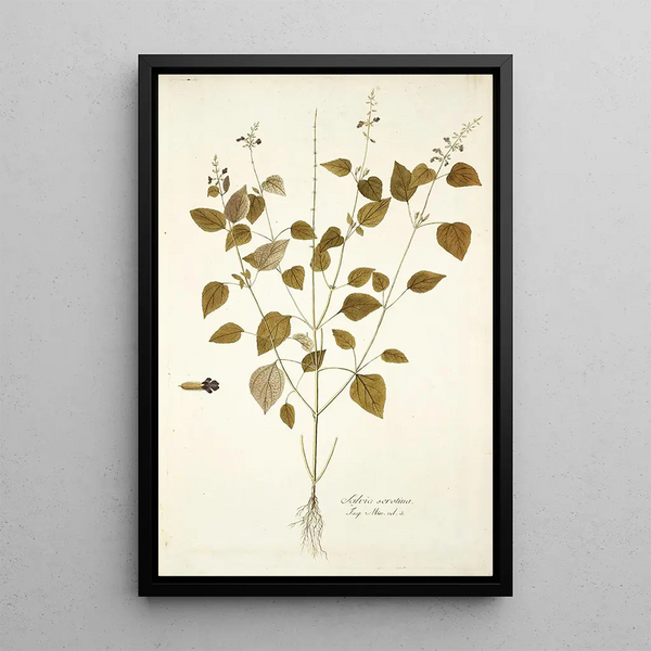 Salvia serotina - Nikolaus Joseph Freiherr von Jacquin — framed artwork on a wall