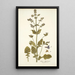 Salvia abyssinica - Nikolaus Joseph Freiherr von Jacquin — quadro incorniciato alla parete