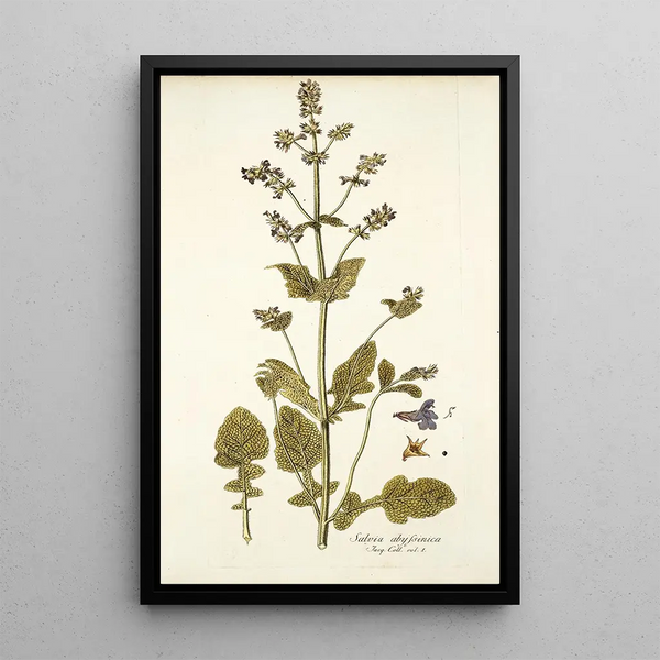 Salvia abyssinica - Nikolaus Joseph Freiherr von Jacquin — framed artwork on a wall