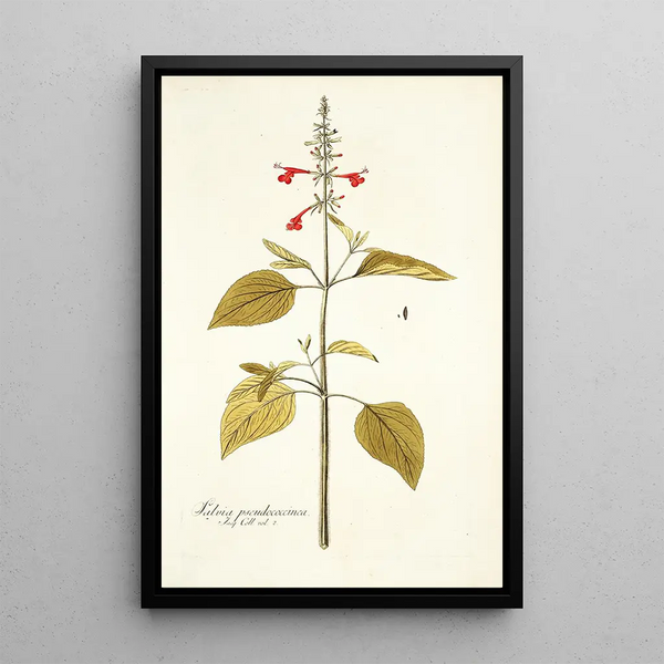 Salvia pseudococcinea - Nikolaus Joseph Freiherr von Jacquin — framed artwork on a wall