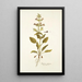 Salvia spinosa - Nikolaus Joseph Freiherr von Jacquin — quadro incorniciato alla parete