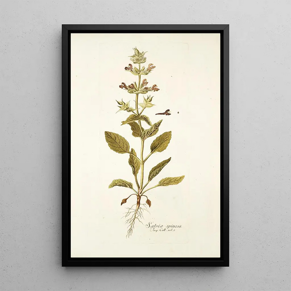Salvia spinosa - Nikolaus Joseph Freiherr von Jacquin — framed artwork on a wall