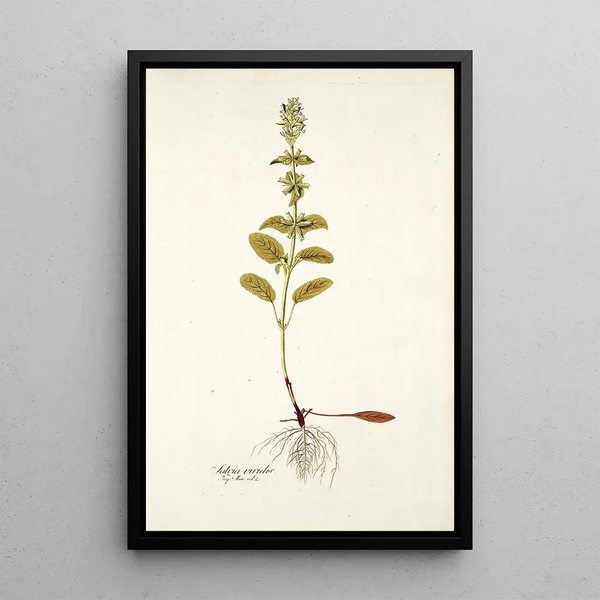 Salvia viridis - Nikolaus Joseph Freiherr von Jacquin — framed artwork on a wall