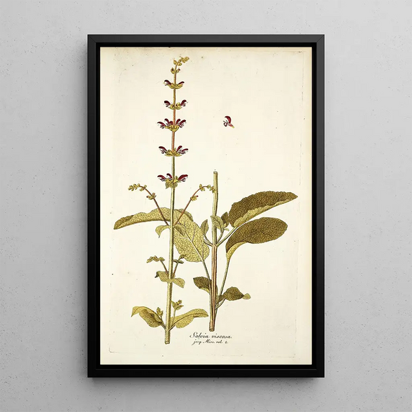 Salvia viscosa - Nikolaus Joseph Freiherr von Jacquin — framed artwork on a wall