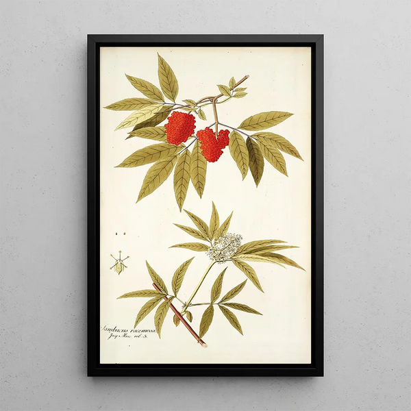 Sambucus racemosa - Nikolaus Joseph Freiherr von Jacquin — framed artwork on a wall