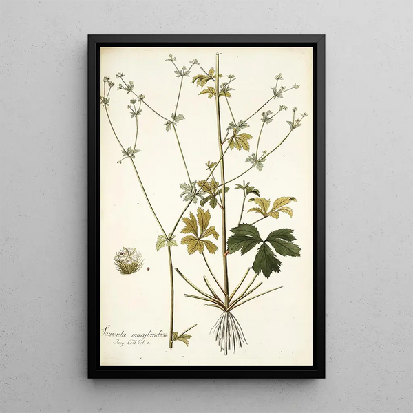 Sanicula marilandica - Nikolaus Joseph Freiherr von Jacquin — framed artwork on a wall