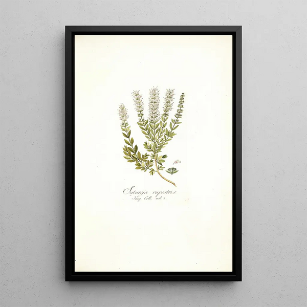 Satureja rupestris - Nikolaus Joseph Freiherr von Jacquin — framed artwork on a wall