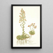 Saxifraga mutata - Nikolaus Joseph Freiherr von Jacquin — quadro incorniciato alla parete