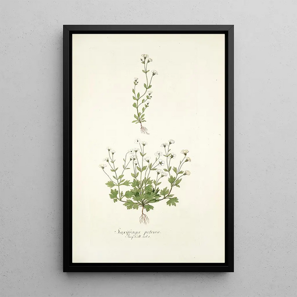 Nikolaus Joseph Freiherr von Jacquin - Saxifraga petaea.webp