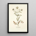 Scabiosa monspeliensis - Nikolaus Joseph Freiherr von Jacquin — quadro incorniciato alla parete