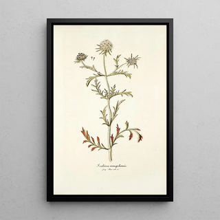 Nikolaus Joseph Freiherr von Jacquin - Scabiosa monspeliensis.webp