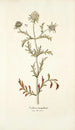 Scabiosa monspeliensis - Nikolaus Joseph Freiherr von Jacquin — vista dell’opera