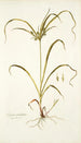 Schoenus umbellatus - Nikolaus Joseph Freiherr von Jacquin — vista dell’opera