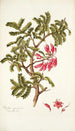 Schotia speciosa - Nikolaus Joseph Freiherr von Jacquin — vista dell’opera