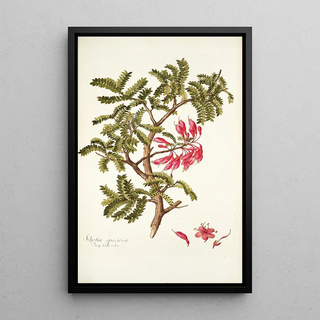 Nikolaus Joseph Freiherr von Jacquin - Schotia speciosa.webp