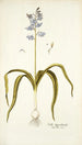 Scilla hyacinthoides - Nikolaus Joseph Freiherr von Jacquin — vista dell’opera