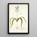 Scilla hyacinthoides - Nikolaus Joseph Freiherr von Jacquin — quadro incorniciato alla parete